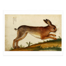 Conejo Italiano Tarjeta Postal