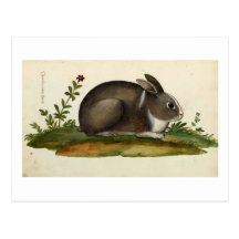Conejo Italiano Tarjetas Postales
