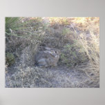 Conejo que oculta en hierba impresiones