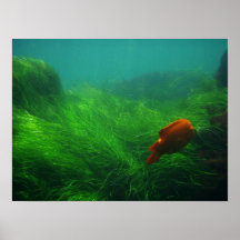 Conforme al poster del agua