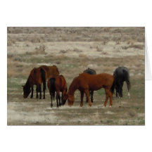 Congrats al nuevo graduado del veterinario - ranch felicitación