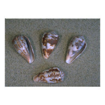 Cono de la rata (rattus) del conus Shell Comunicados Personales