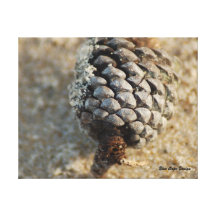 Cono del pino de la playa impresion en lona