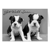 Consiga pronto a perritos bien de Boston Terrier l