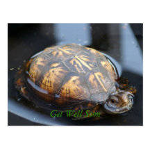 Consiga pronto la postal bien de la tortuga