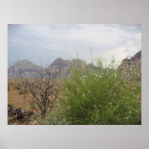 Contraste en el desierto impresiones