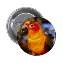 Conure de Sun Pin