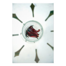 Copa de vino con los pétalos de la flor dentro fotografias