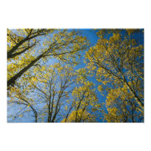 Copas del otoño impresiones fotográficas
