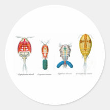 Copepods Etiqueta