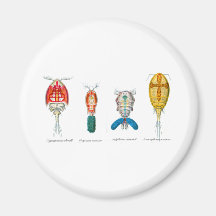 Copepods Iman
