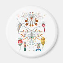 Copepods Iman De Frigorífico