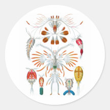 Copepods Pegatina