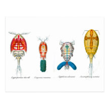Copepods Tarjeta Postal
