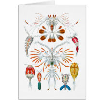 Copepods Tarjeton