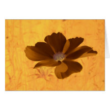 copper5 felicitación