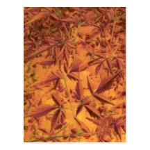 copper6 tarjeta postal