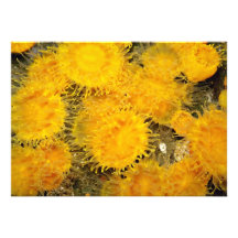 Coral amarillo-naranja del clip, Puget Sound, Wash Invitacion Personalizada