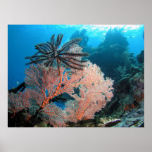 Coral e impresión de Crinoid Posters