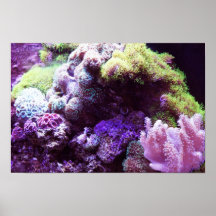 Coral Posters