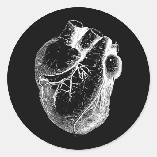 Corazón anatómico correcto pegatinas  
