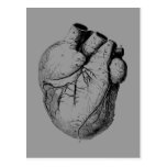 Corazón anatómico correcto postal