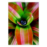 Corazón de Bromeliad Tarjetas