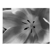 Corazón de un tulipán en postal monocromática