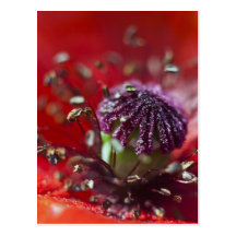 Corazón de una amapola tarjetas postales