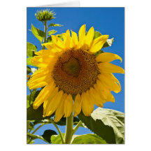 Corazón del girasol felicitación