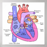 Corazón humano posters