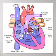 Corazón humano posters