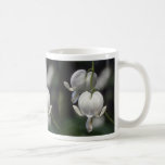 corazón sangrante blanco, (Dicentra Spectabilis) f Tazas De Café