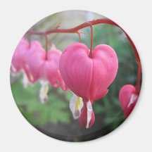 Corazón sangrante (Dicentra) Imán