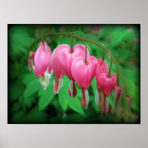 Corazones sangrantes posters