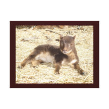 CORDERO DE GULMOGET SHETLAND RAM LONA ESTIRADA GALERIAS