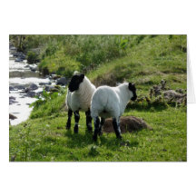 Corderos en el valle Inglaterra-Feliz de Northumbe Tarjeton