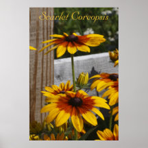 Coreopsis del escarlata poster