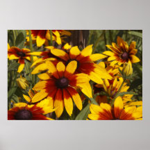 Coreopsis del escarlata poster