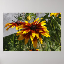 Coreopsis del escarlata posters