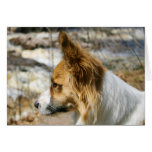Corgi Galés de la rebeca Tarjetón