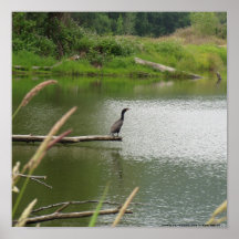cormorán con cresta doble #1 poster
