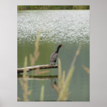 cormorán con cresta doble #2 poster