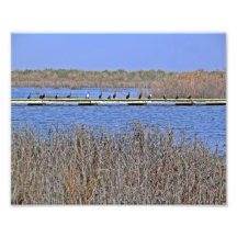cormoranes en una línea foto