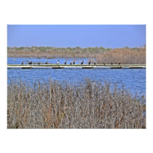 cormoranes en una línea foto