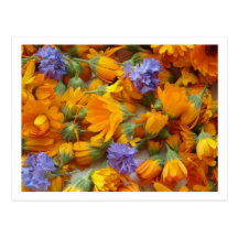 cornflowes y calendula postal