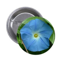 Correhuela azul divina pins