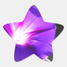 Correhuela del corazón que brilla intensamente colcomanias forma de estrellaes