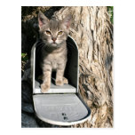 Correo del gatito postales