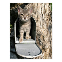 Correo del gatito postales